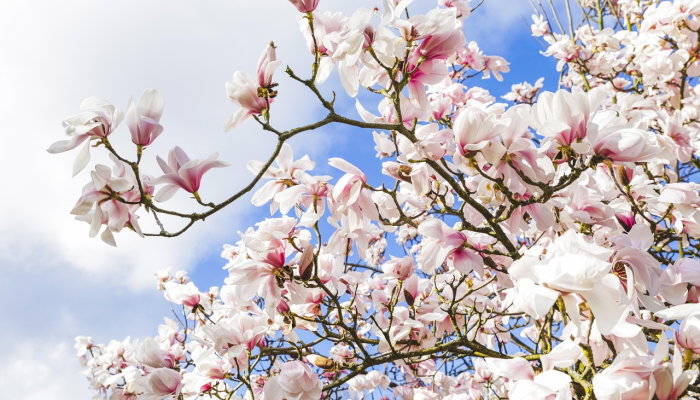 瑶林琼树，飞舞悠悠，人生富贵是自由打一正确生肖，作答解析