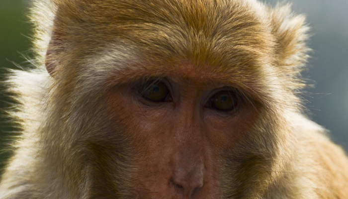 衣冠枭獍是什么生肖打一个动物,完美揭晓解释 衣冠枭獍是什么生肖打一个动物,完美揭晓解释