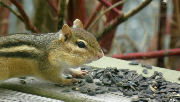 凡夫俗子是什么生肖解一个动物,精准解析 凡夫俗子是什么生肖解一个动物,精准解析