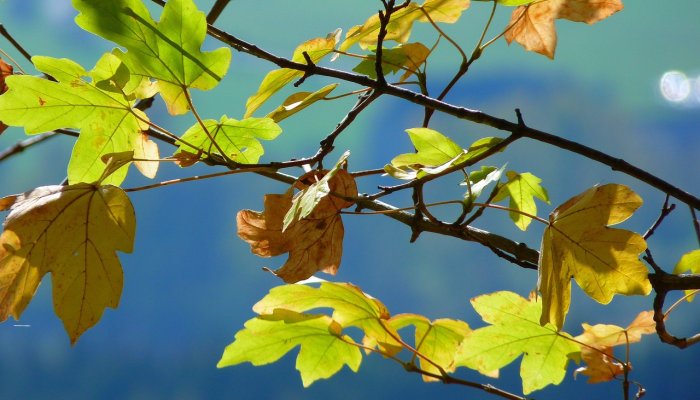 仲春季节是什么生肖，解经典资询落实