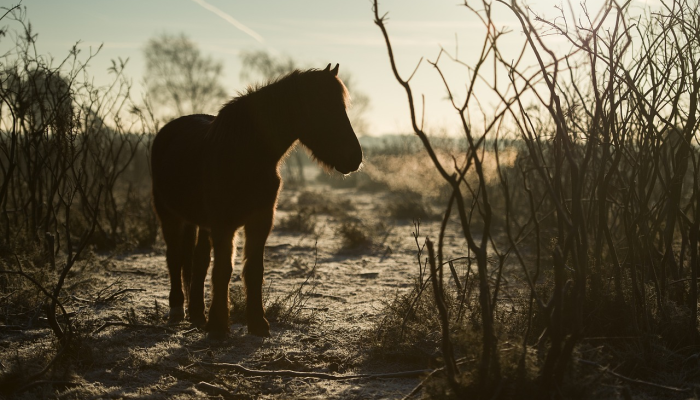 万马奔腾是什么生肖，精选解释