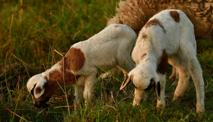 龙潭虎穴是什么生肖是啥动物，精准解答