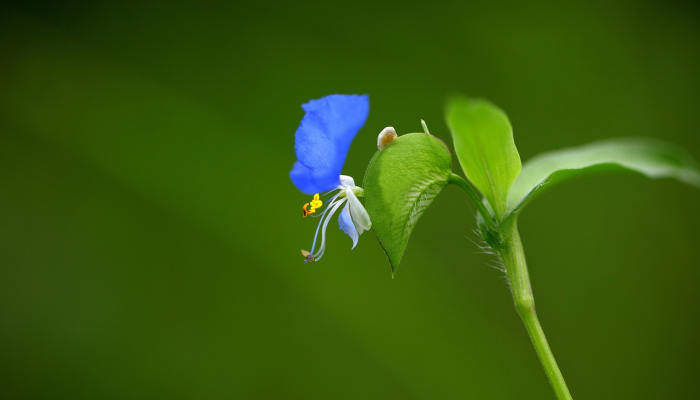 仲春季节打一生肖，重点解析