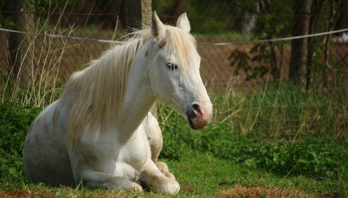 万马奔腾指什么生肖，解释落实