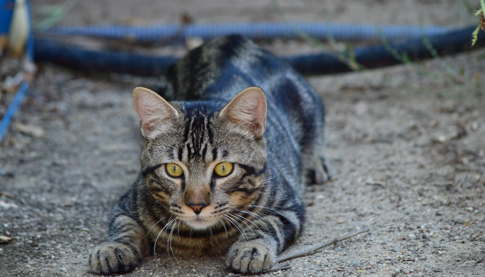 套绳缠牵，迎来送往，半壁天台已万重打一生肖是什么生肖动物，作答解释解析