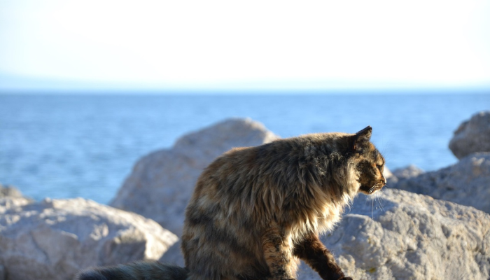 五指山下躯难伸打一动物生肖说的是什么动物,思路清晰解析 五指山下躯难伸打一动物生肖说的是什么动物,思路清晰解析