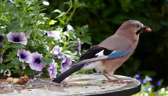 凡夫俗子是什么生肖猜一动物,完美解析解释 凡夫俗子是什么生肖猜一动物,完美解析解释