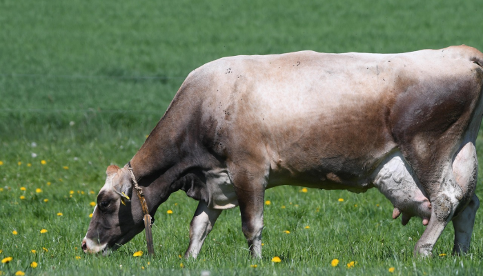 九牛一毛是什么生肖打一动物,作答解释 九牛一毛是什么生肖打一动物,作答解释