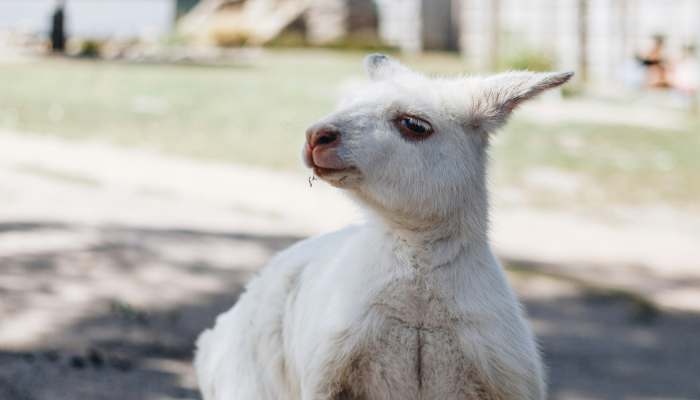 经时持崇明光殿是什么生肖猜一个动物，最终答案马上揭晓