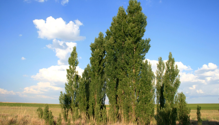 铁树开花古来稀,桃红柳绿映山河打一生肖,答案解释 铁树开花古来稀,桃红柳绿映山河打一生肖,答案解释