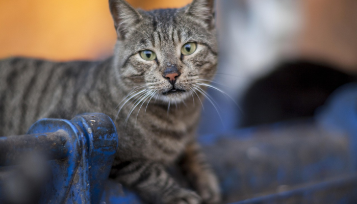 三山五狱有仙跡是什么生肖猜一个动物，完美解析解释