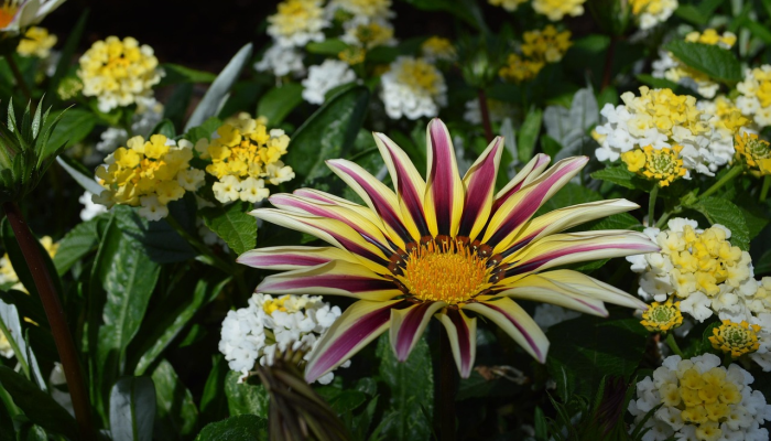 枯木逢春重重画打一个生肖，最新资询解答