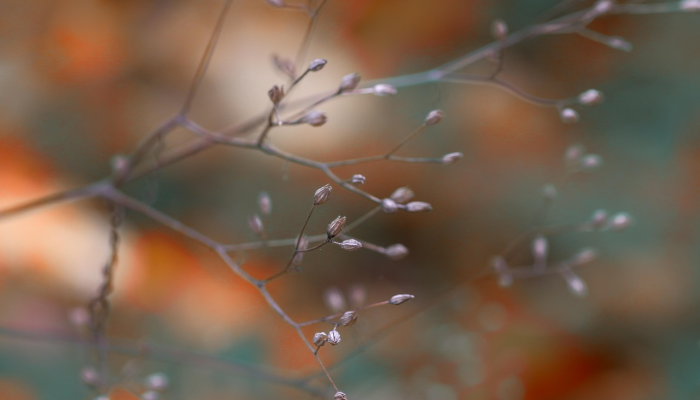 仲春季节是什么生肖,最新解答揭晓 仲春季节是什么生肖,最新解答揭晓