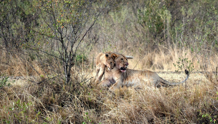 凡夫俗子打一个生肖是什么动物,精选解析解释 凡夫俗子打一个生肖是什么动物,精选解析解释