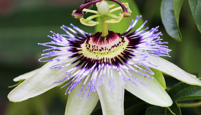 生气勃勃是什么生肖打一动物，经典解析