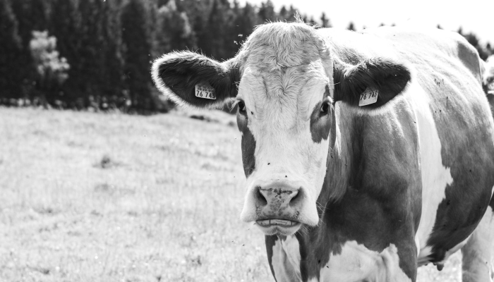 生气勃勃打一正确生肖，精选解析