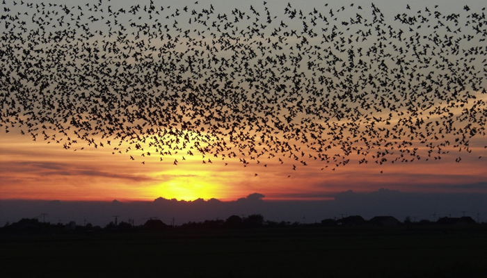 尘土空缁白苎衣是什么生肖，专业解答指导落实