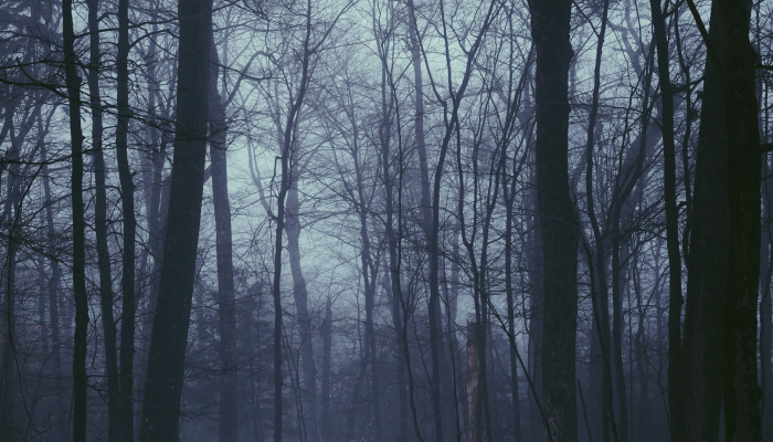 万家灯火总关情 四面云山皆入画是什么生肖打一个动物，作答解释