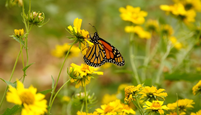 铁树开花古来稀,桃红柳绿映山河打一个生肖,精选解释 铁树开花古来稀,桃红柳绿映山河打一个生肖,精选解释