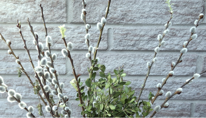 铁树开花古来稀，桃红柳绿映山河打一生肖，最快解答