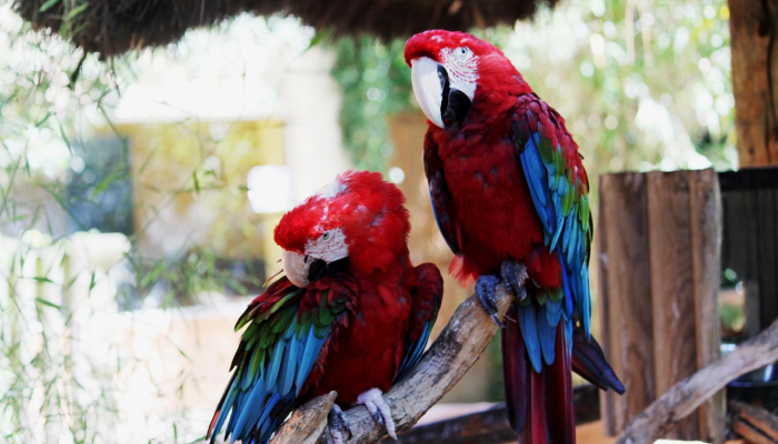 金牌家教是什么生肖打一动物，最新揭晓