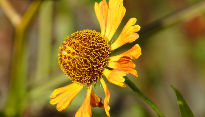 瑶林琼树，飞舞悠悠，人生富贵是自由打一生肖打一种动物，最新解答揭晓落实