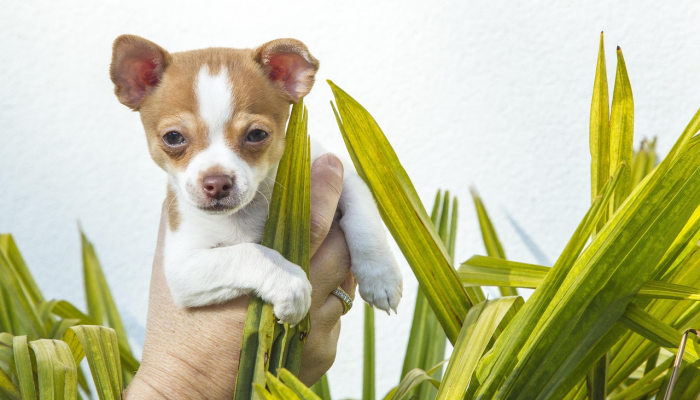 山鸣谷应身腾达是什么生肖打一个生肖动物,思路明确解析落实 山鸣谷应身腾达是什么生肖打一个生肖动物,思路明确解析落实