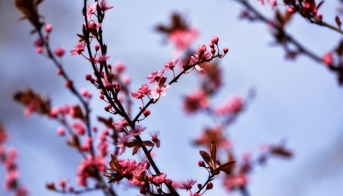 仲春季节是什么生肖，已答解析