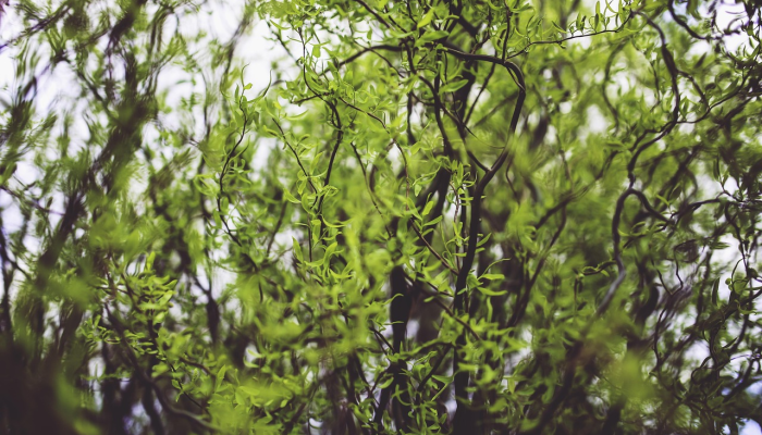 铁树开花古来稀，桃红柳绿映山河是什么生肖，经典答题