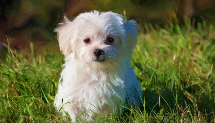 立定脚跟撑起脊是什么生肖打一生物权威揭晓