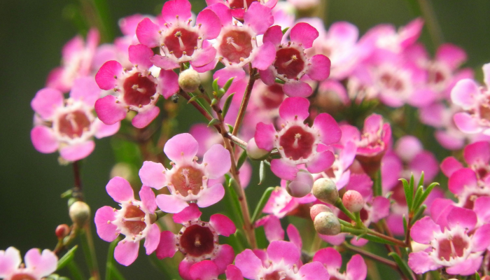 仲春季节代表什么生肖，最新解释