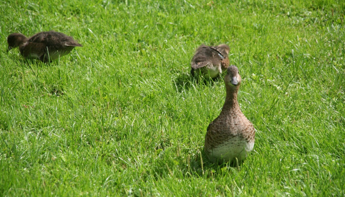 立定脚跟撑起脊打一种生肖猜一个动物,最佳解释 立定脚跟撑起脊打一种生肖猜一个动物,最佳解释