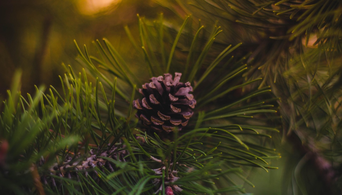 瑶林琼树,飞舞悠悠,人生富贵是自由打一个生肖,完美解答解释 瑶林琼树,飞舞悠悠,人生富贵是自由打一个生肖,完美解答解释