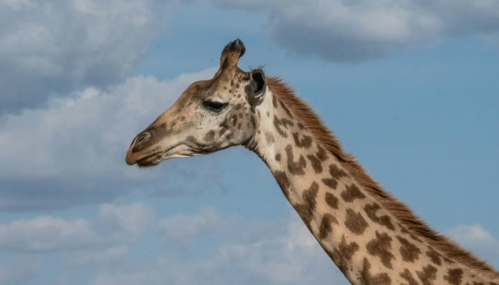 求财若渴，摇尾乞怜，平明几点催花雨是什么生肖解一个动物，精准解释
