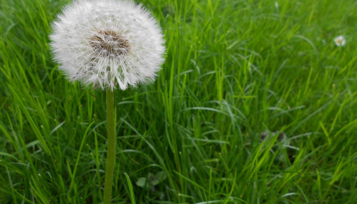 青鸟使者指什么生肖，精选最佳资询