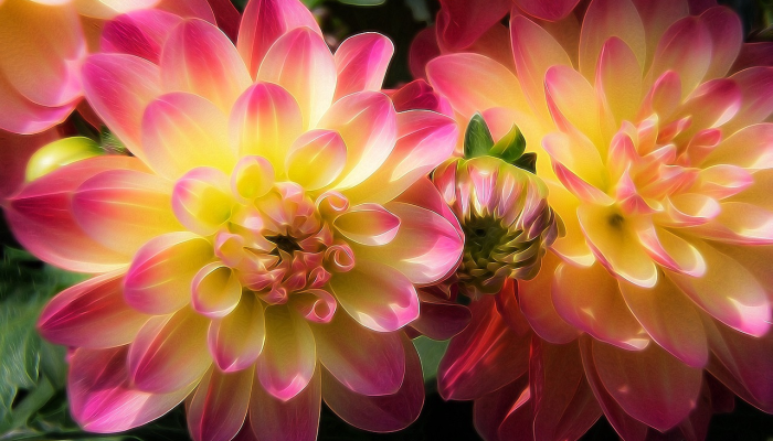 形式落后，雨过天青，荒凉树石向川微打一个生肖代表什么动物生肖，答案解释