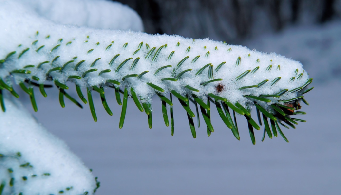崔涯袖中三尺铁,春来深谷雪方消指的是什么生肖,精选最佳 崔涯袖中三尺铁,春来深谷雪方消指的是什么生肖,精选最佳