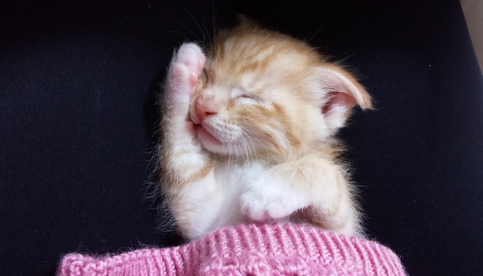 猪头狗脑小笨牛是什么生肖,精准解释 猪头狗脑小笨牛是什么生肖,精准解释