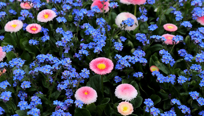 形式落后，雨过天青，荒凉树石向川微打一个生肖代表什么动物生肖，详细解释