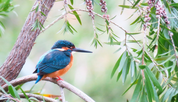缴费是什么生肖打一个动物,精准解答解析 缴费是什么生肖打一个动物,精准解答解析