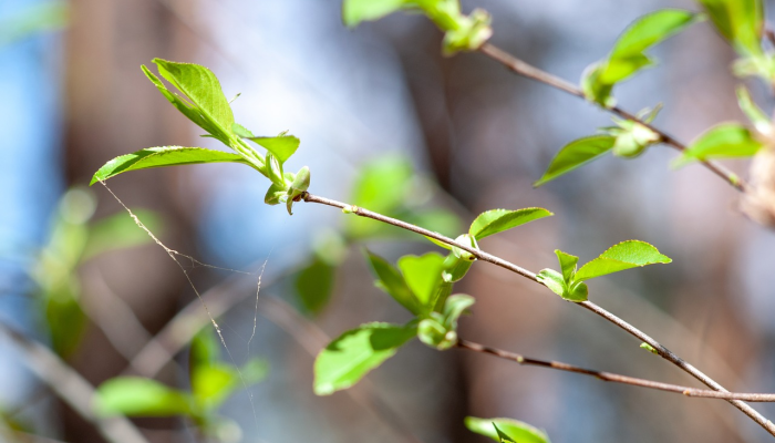 水性杨花是什么生肖,解释最佳 水性杨花是什么生肖,解释最佳