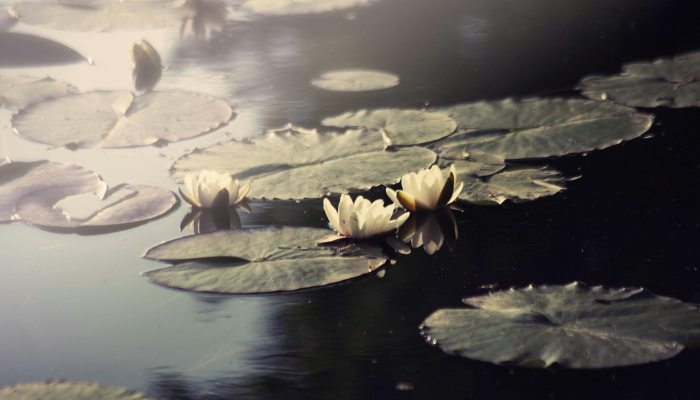 西窗梦断檐光晓是什么生肖猜一个动物，完整解读版