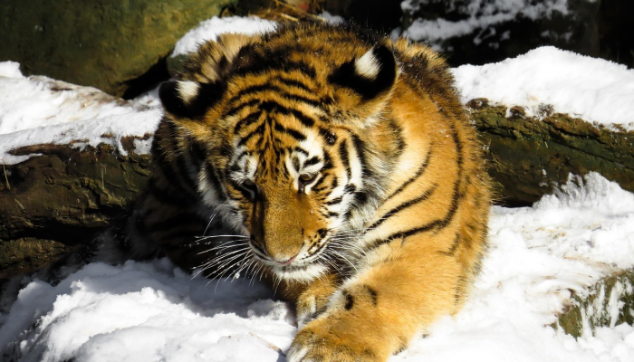 求财若渴，摇尾乞怜，平明几点催花雨代表什么生肖，刚刚揭晓落实
