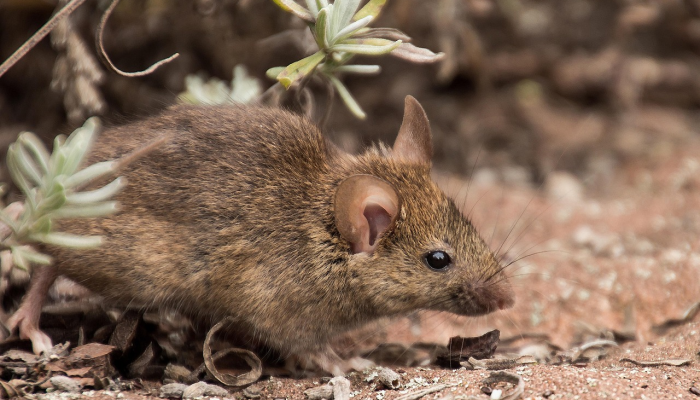 惨不忍睹是什么生肖打一动物，最新揭晓