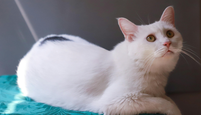 猪头狗脑小笨牛打一个正确的生肖，专业解答解析落实