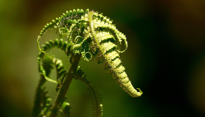 求财若渴，摇尾乞怜，平明几点催花雨打一生肖是什么动物，精选解释