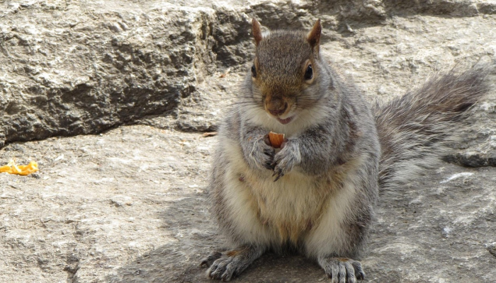 瑰宝就在树梢头，劝君更上一层楼是什么生肖指的是什么动物生肖，全面解答解释落实
