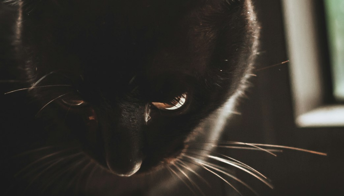 西窗梦断檐光晓是什么生肖指的是什么动物，完美揭晓解释