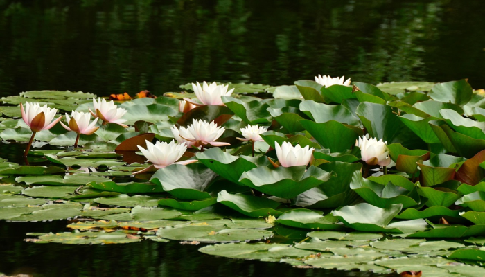艳阳高照暖大地，一马平川好前程指什么生肖，最新释义解释