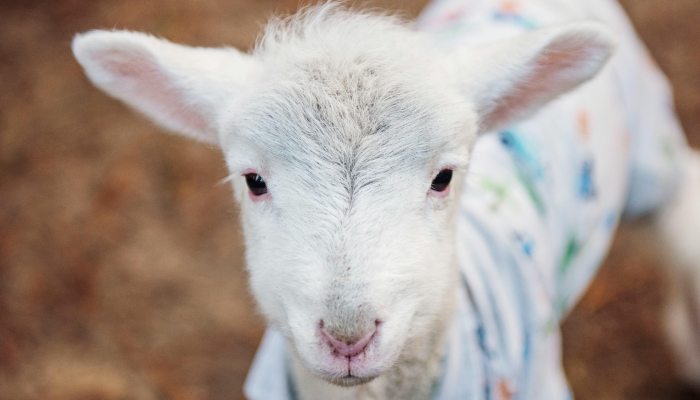 长颈鹿是什么生肖,经典解资询解析 长颈鹿是什么生肖,经典解资询解析